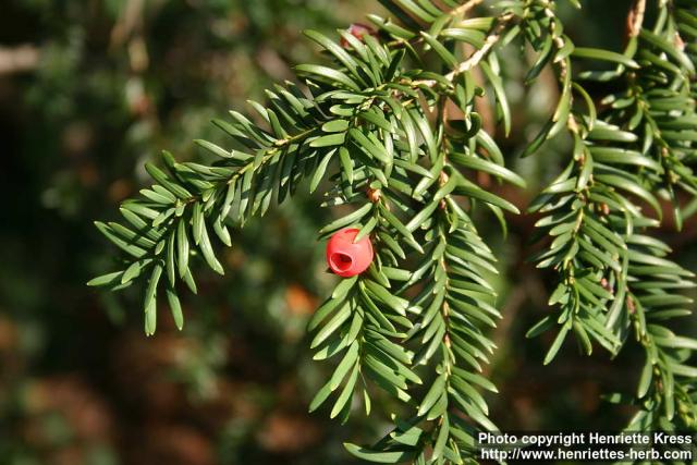 Photo: Taxus baccata 4.