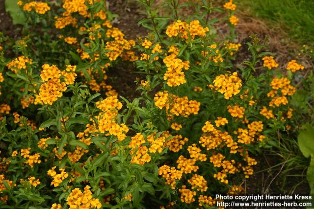 Photo: Tagetes lucida 7.