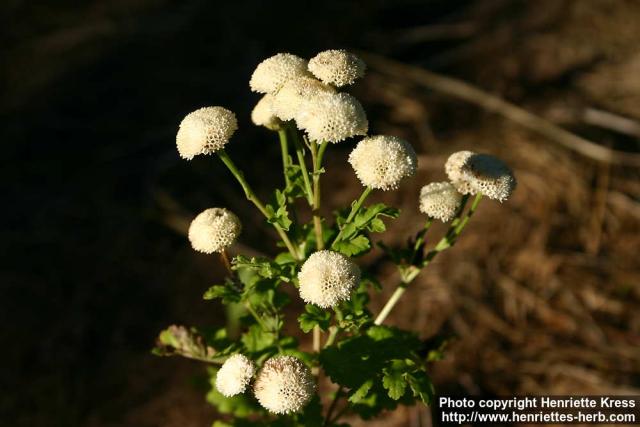 Photo: Tanacetum parthenium 18.