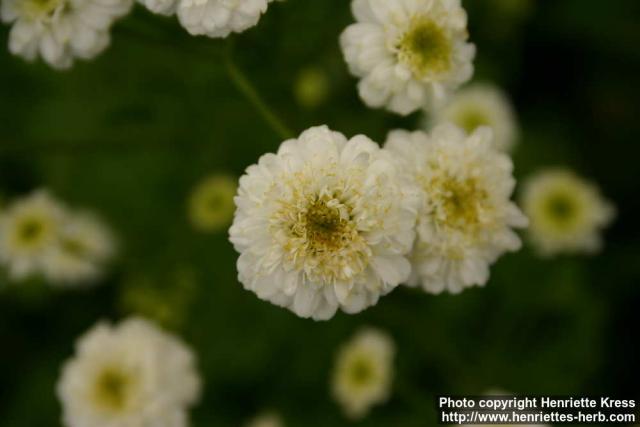 Photo: Tanacetum parthenium 24.