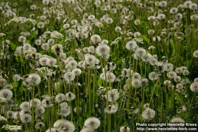 Photo: Taraxacum officinale 23.