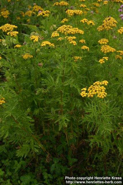 Photo: Tanacetum vulgare 09.