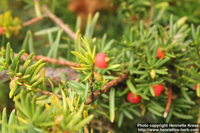 Photo: Taxus cuspidata 1.