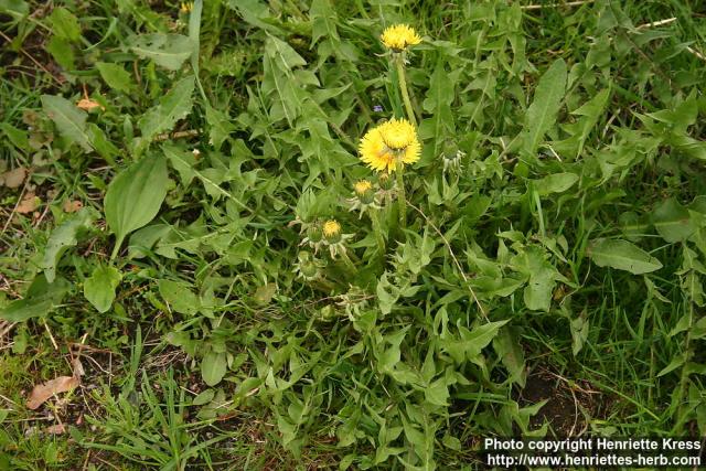 Photo: Taraxacum officinale 27.