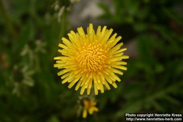 Photo: Taraxacum officinale 28.