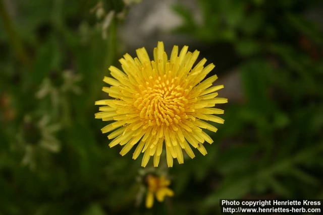 Photo: Taraxacum officinale 28.