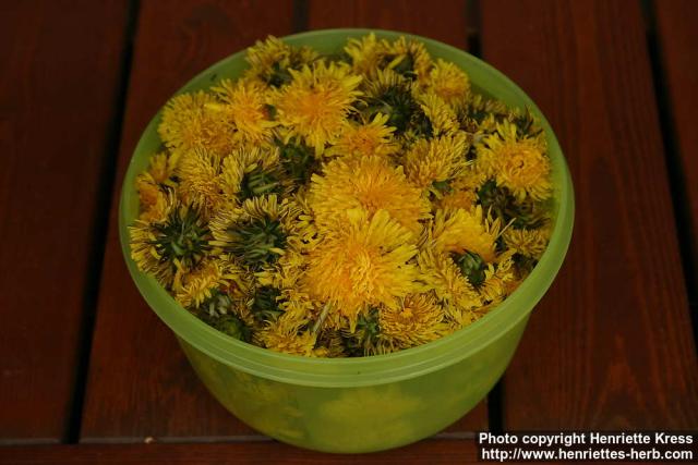 Photo: Taraxacum officinale 30.