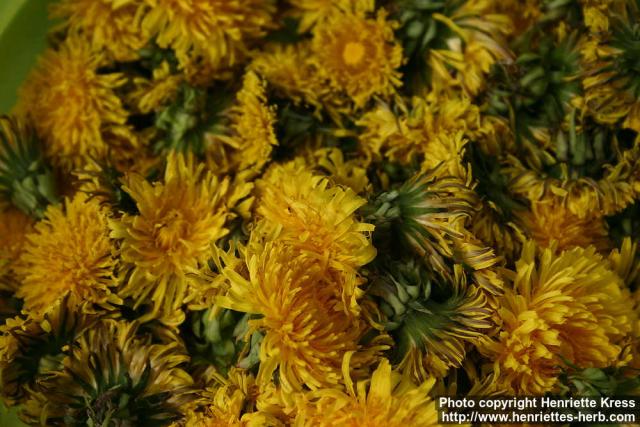 Photo: Taraxacum officinale 33.