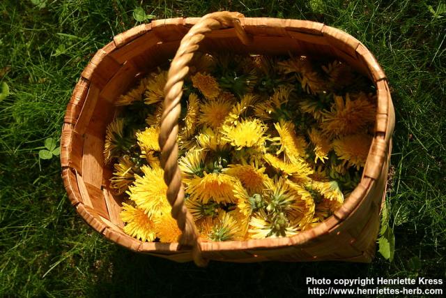 Photo: Taraxacum officinale 36.