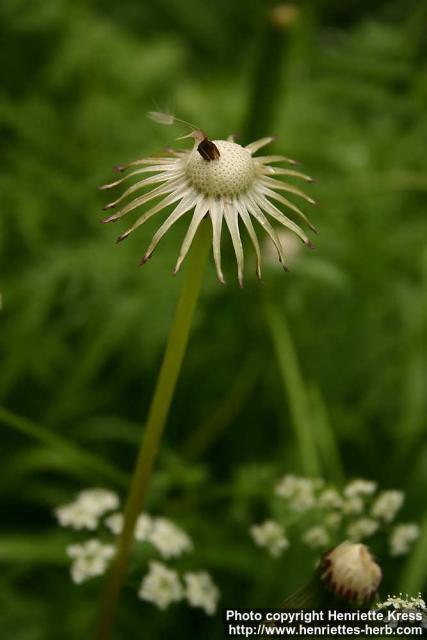 Photo: Taraxacum officinale 39.