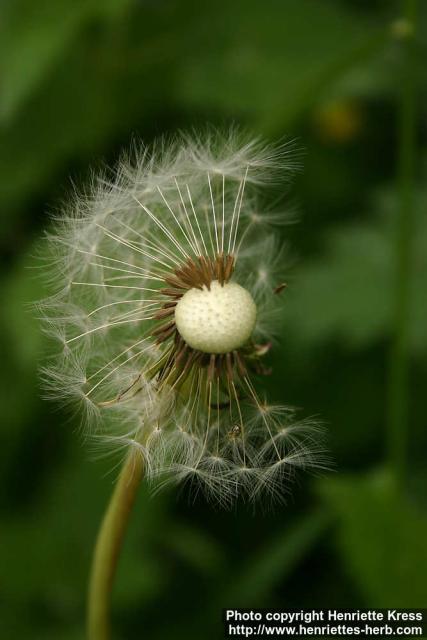 Photo: Taraxacum officinale 40.