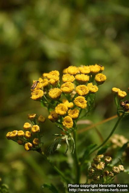 Photo: Tanacetum vulgare 11.