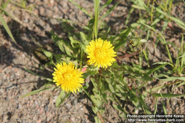 Photo: Taraxacum officinale 41.