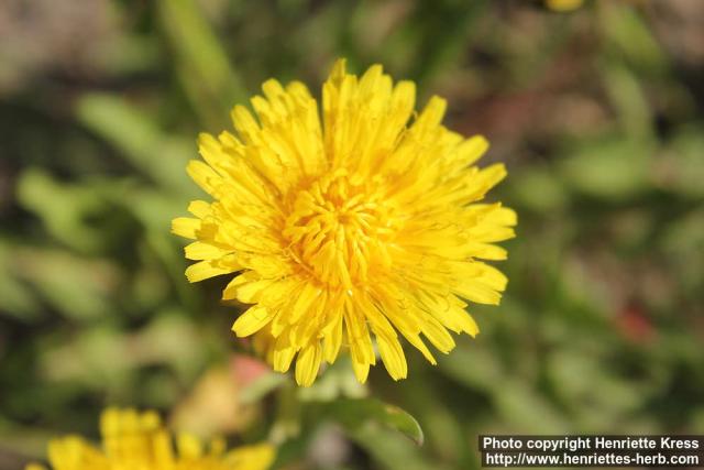 Photo: Taraxacum officinale 42.