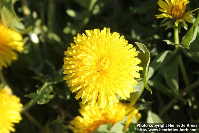 Photo: Taraxacum officinale 43.