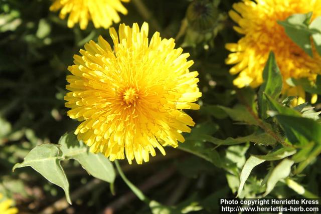 Photo: Taraxacum officinale 45.