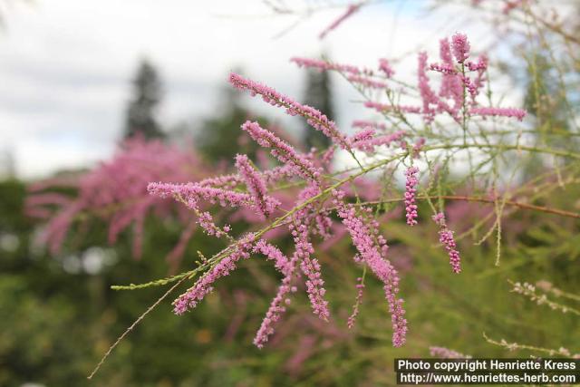 Photo: Tamarix parviflora 5.