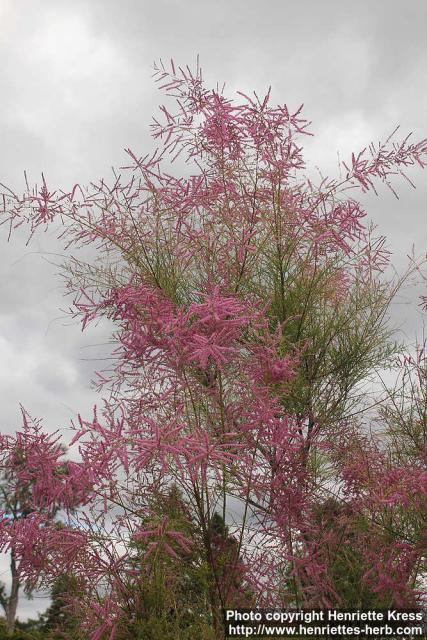 Photo: Tamarix parviflora 8.