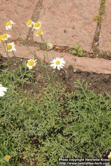 Photo: Tanacetum cinerariifolium 0.