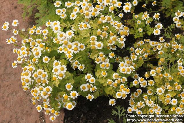 Photo: Tanacetum parthenium 25.