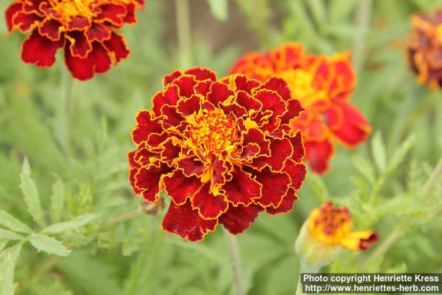 Photo: Tagetes patula 1.