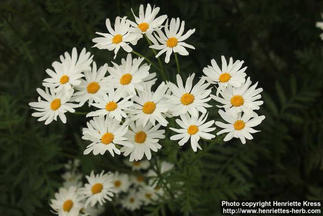 Photo: Tanacetum corymbosum 1.