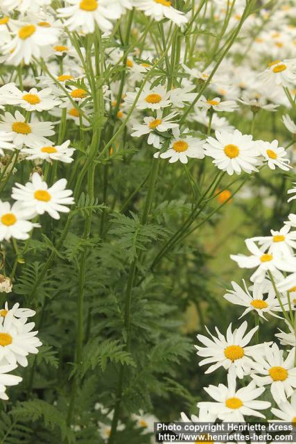 Photo: Tanacetum corymbosum 6.