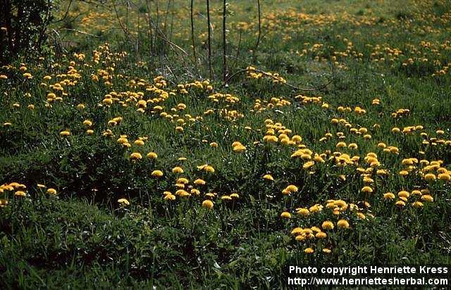 Photo: Taraxacum officinale 4.