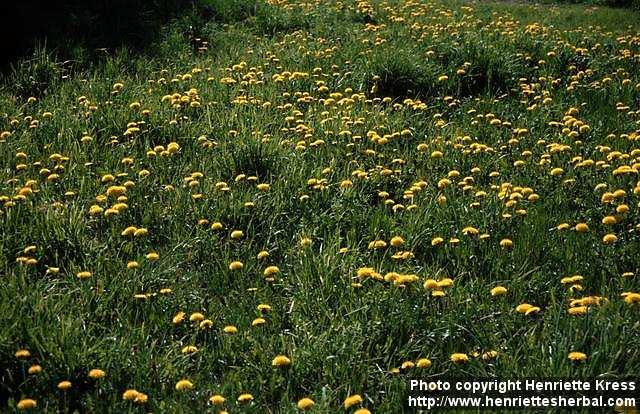 Photo: Taraxacum officinale 5.