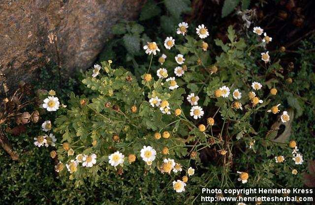 Photo: Tanacetum parthenium 6.