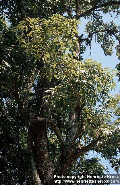 Photo: Tabebuia heptaphylla.