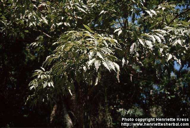 Photo: Tabebuia heptaphylla 1.