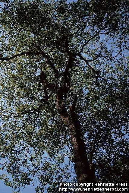 Photo: Tabebuia heptaphylla 2.