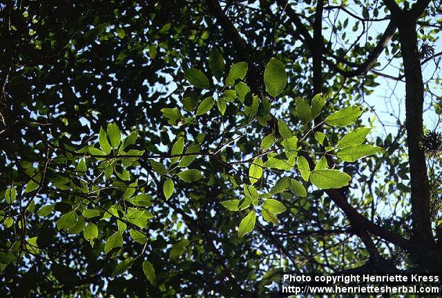 Photo: Tabebuia impetiginosa.