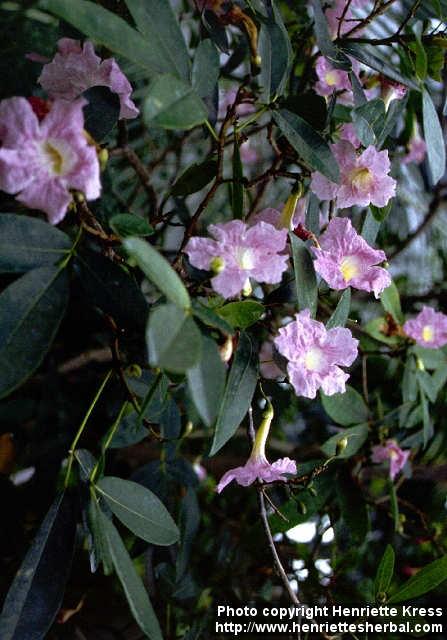 Photo: Tabebuia rosea.