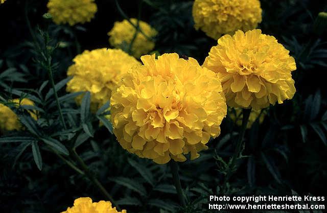 Photo: Tagetes erecta 1.