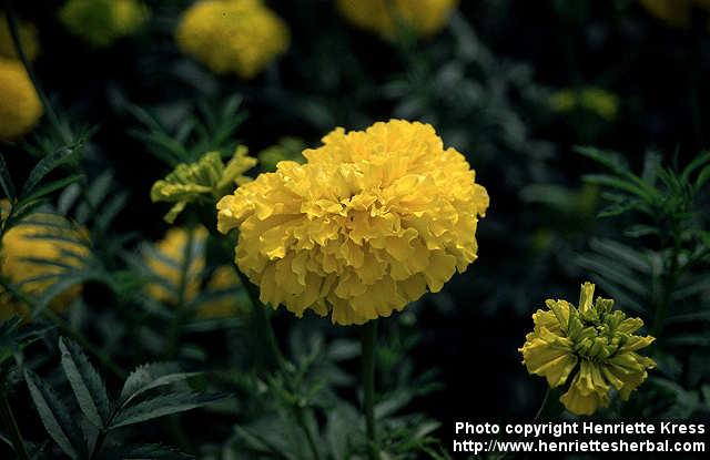 Photo: Tagetes erecta 2.