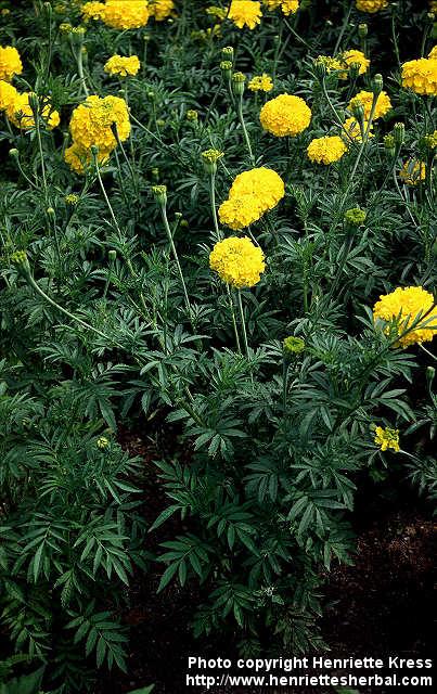 Photo: Tagetes erecta.