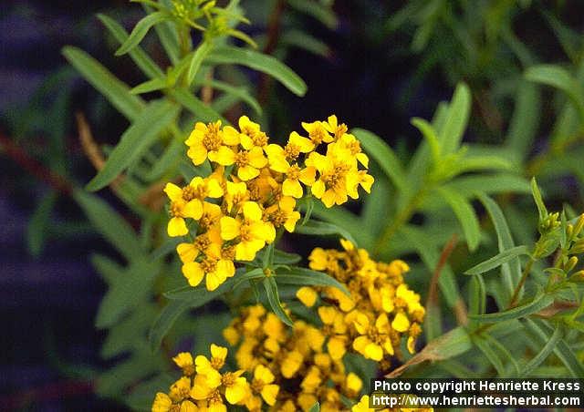 Photo: Tagetes lucida 1.