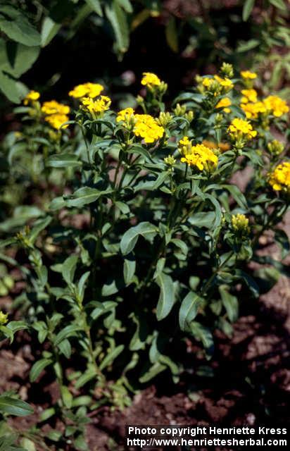 Photo: Tagetes lucida 3.