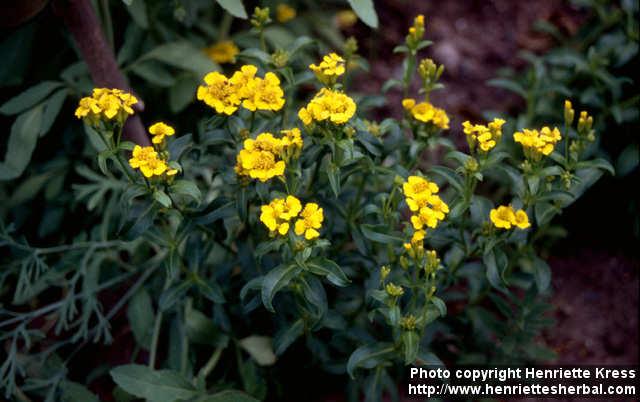 Photo: Tagetes lucida 4.