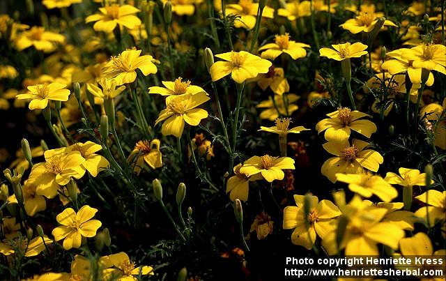 Photo: Tagetes tenuifolia 1.