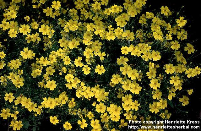 Photo: Tagetes tenuifolia 2.