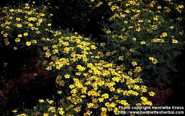 Photo: Tagetes tenuifolia.