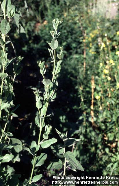 Photo: Tanacetum balsamita 1.