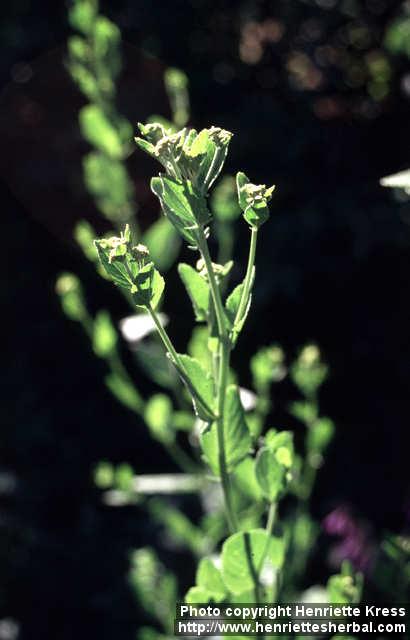 Photo: Tanacetum balsamita.