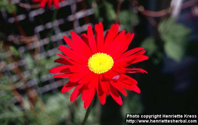 Photo: Tanacetum coccineum 1.