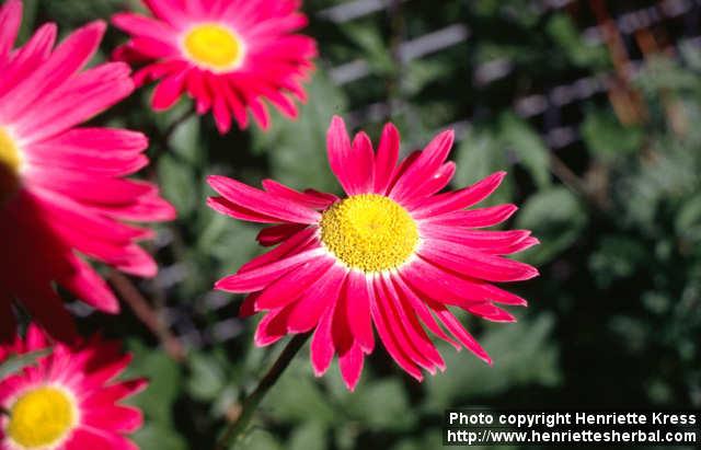 Photo: Tanacetum coccineum 2.