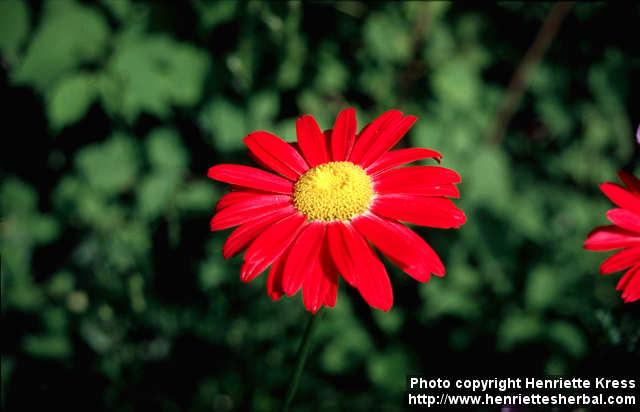 Photo: Tanacetum coccineum.