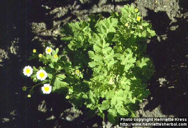 Photo: Tanacetum parthenium 1.